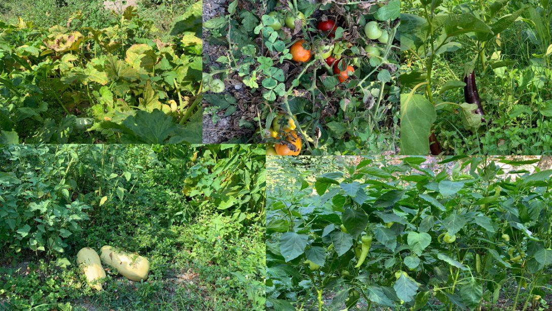 İlçe Milli Eğitim Müdürlüğümüzün bahçesinde yetiştirdiğimiz organik ürünlerimiz olgunlaştı.